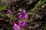 Dwarf bristly locust