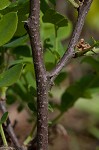 Dwarf bristly locust