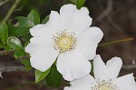 Cherokee rose