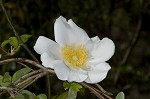 Cherokee rose