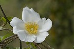 Cherokee rose