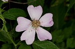 Prairie rose