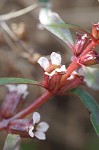 Lowland rotala