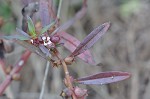 Lowland rotala