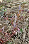 Lowland rotala