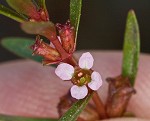 Lowland rotala