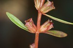 Lowland rotala