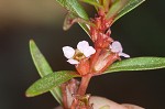 Lowland rotala