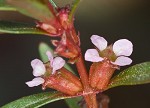 Lowland rotala