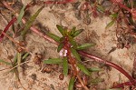 Lowland rotala