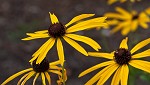 Sweet coneflower