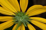 Sweet coneflower