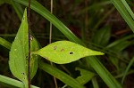 Browneyed Susan