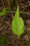 Browneyed Susan