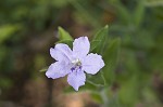 Fringeleaf wild petunia