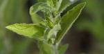 Fringeleaf wild petunia