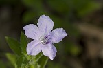 Fringeleaf wild petunia