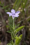 Fringeleaf wild petunia