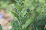 Fringeleaf wild petunia