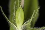 Fringeleaf wild petunia