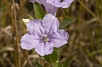 Fringeleaf wild petunia