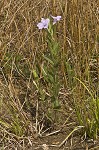 Fringeleaf wild petunia