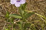 Fringeleaf wild petunia