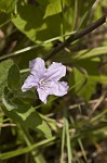 Fringeleaf wild petunia