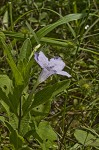 Fringeleaf wild petunia