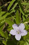 Fringeleaf wild petunia