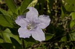 Fringeleaf wild petunia