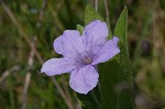 Fringeleaf wild petunia