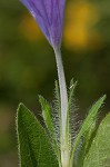 Fringeleaf wild petunia