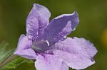 Fringeleaf wild petunia