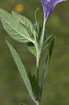 Fringeleaf wild petunia