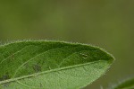 Fringeleaf wild petunia