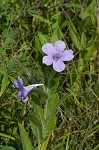 Fringeleaf wild petunia