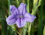 Violet wild petunia