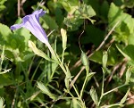 Violet wild petunia