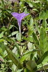 Stalked wild petunia