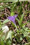 Stalked wild petunia