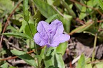 Stalked wild petunia