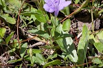 Stalked wild petunia