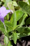 Stalked wild petunia