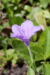 Stalked wild petunia