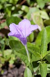 Stalked wild petunia