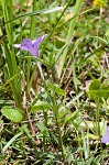 Stalked wild petunia