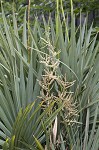 Dwarf palmetto