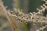 Dwarf palmetto