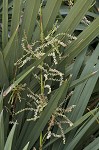 Dwarf palmetto